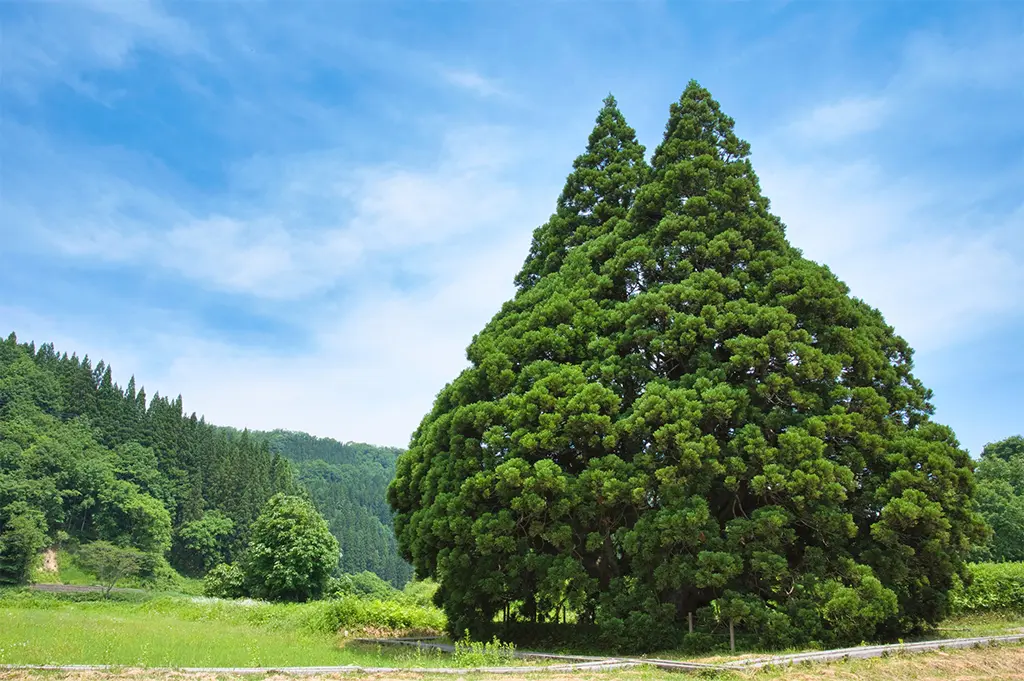 写真：トトロ杉