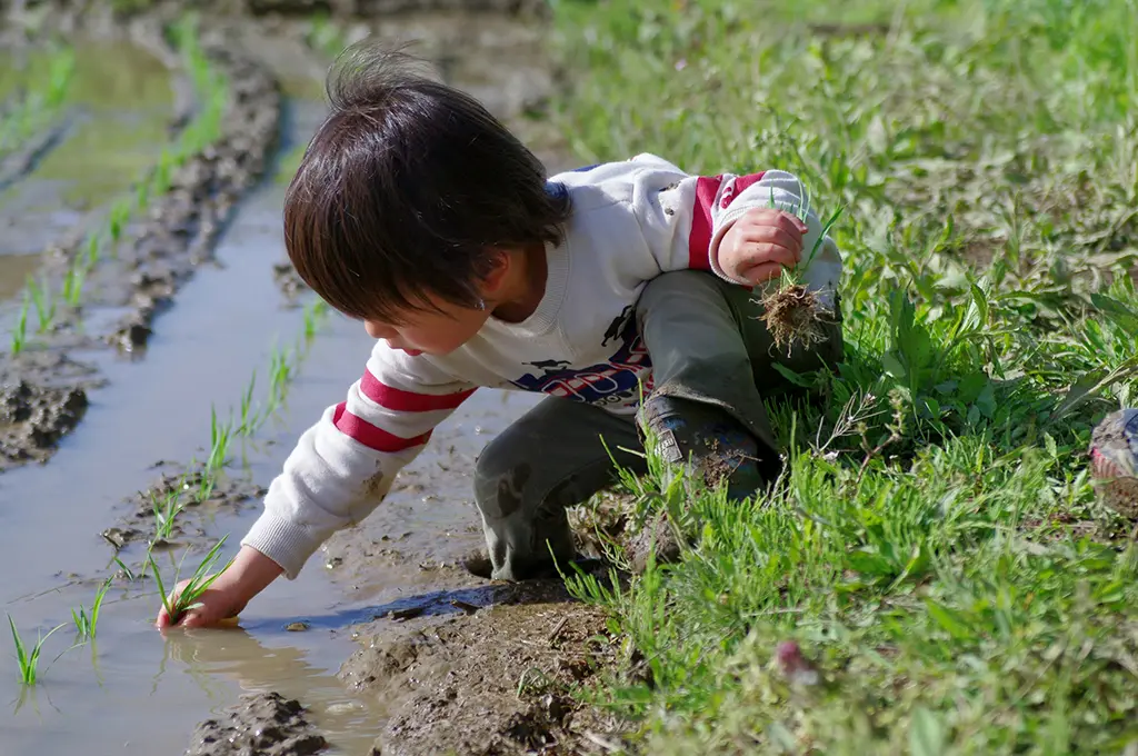 写真：田植えをするこども